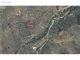 GEMLİK UMURBEY'DE 38 AĞAÇLI TAPULU ZEYTİNLİK – YOLA YAKIN FIRSAT!