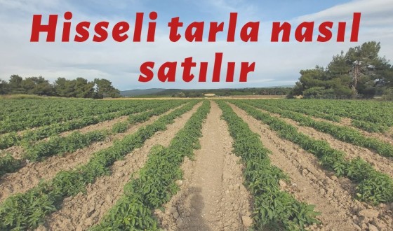 Hisseli Tarla Satışı Nasıl Yapılır? Güncel Rehber